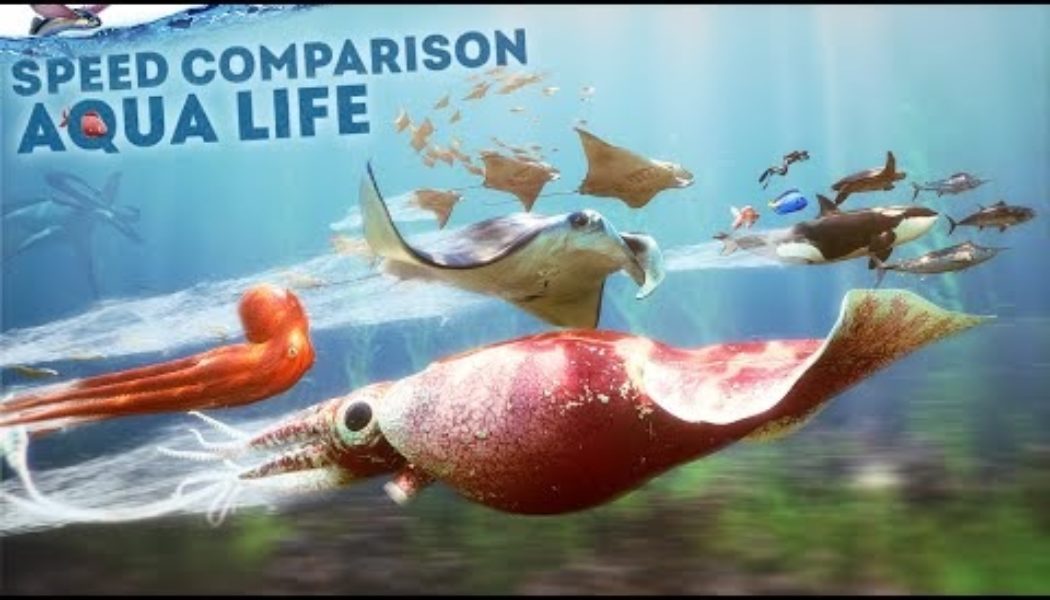 What’s the fastest fish in the sea? Here’s a video speed comparison…..