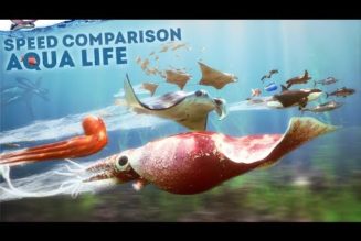 What’s the fastest fish in the sea? Here’s a video speed comparison…..