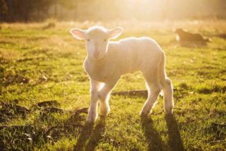 This Sunday, What To Do When the Priest Says ‘Behold the Lamb of God’…