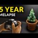 I filmed plants for 15 years. This time-lapse compilation will fill you with wonder and awe…..