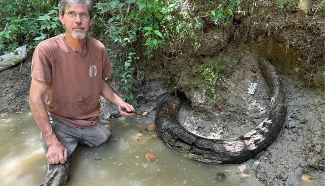 Amateur Fossil Hunter Finds 7-Foot Mammoth Tusk In Mississippi…