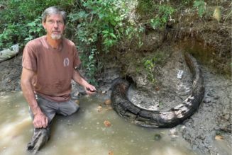 Amateur Fossil Hunter Finds 7-Foot Mammoth Tusk In Mississippi…